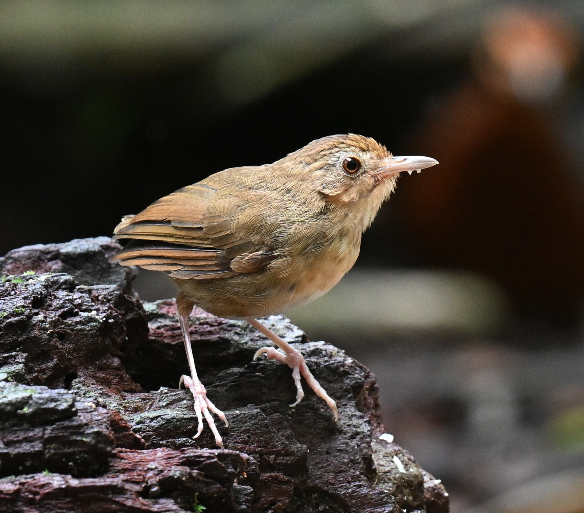 Buff-breasted Babbler