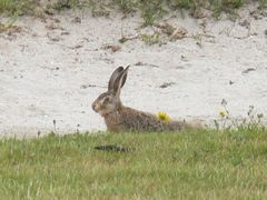 Lepus europaeus
