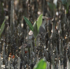 Pachycephala lanioides