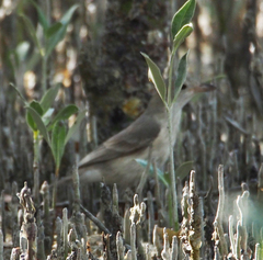 Pachycephala lanioides