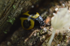 Aegithus quadrinotatus