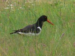 Haematopus ostralegus