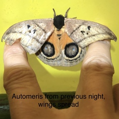 Automeris curvilinea