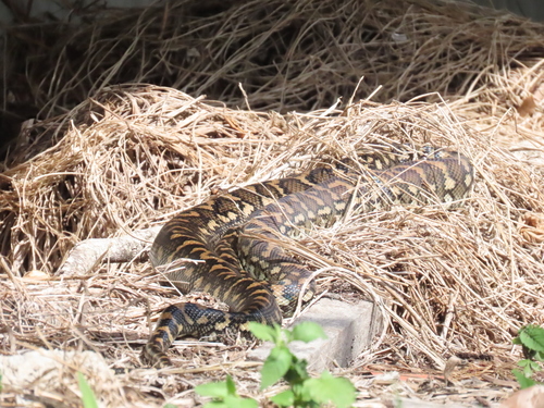 Coastal Carpet Python sighting