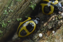 Aegithus quadrinotatus