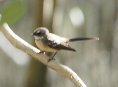 Rhipidura phasiana