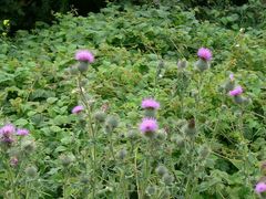 Cirsium vulgare