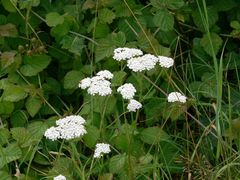 Achillea millefolium