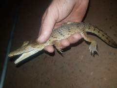 Crocodylus johnstoni