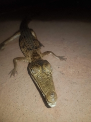 Crocodylus johnstoni