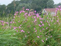 Epilobium hirsutum