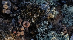 Conophytum comptonii