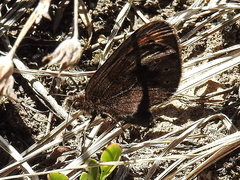 Erebia epipsodea