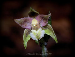 Epipactis microphylla