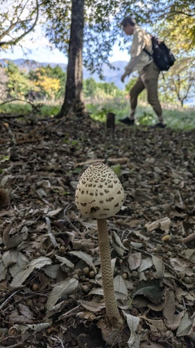 Macrolepiota procera