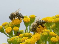 Apis mellifera
