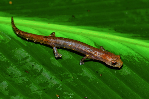 Bolitoglossa occidentalis