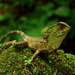 Guatemalan Helmeted Basilisk - Photo (c) Daniel Pineda Vera, some rights reserved (CC BY)