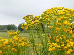 Jacobaea vulgaris dunensis