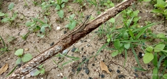 Sitana