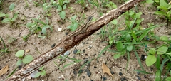 Sitana