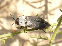 Buprestis cupressi