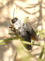 Buprestis cupressi