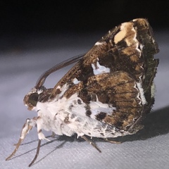 Pseudogerespa usipetes