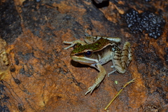Lithobates maculatus