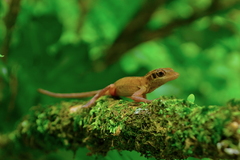 Anolis dollfusianus