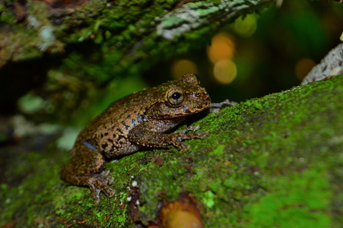 Matuda's Spikethumb Frog