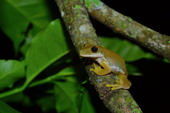 Ptychohyla euthysanota