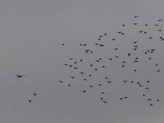 Sturnus vulgaris