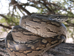 Python natalensis
