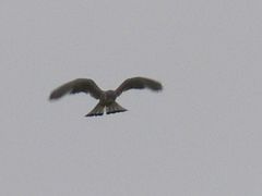 Falco tinnunculus