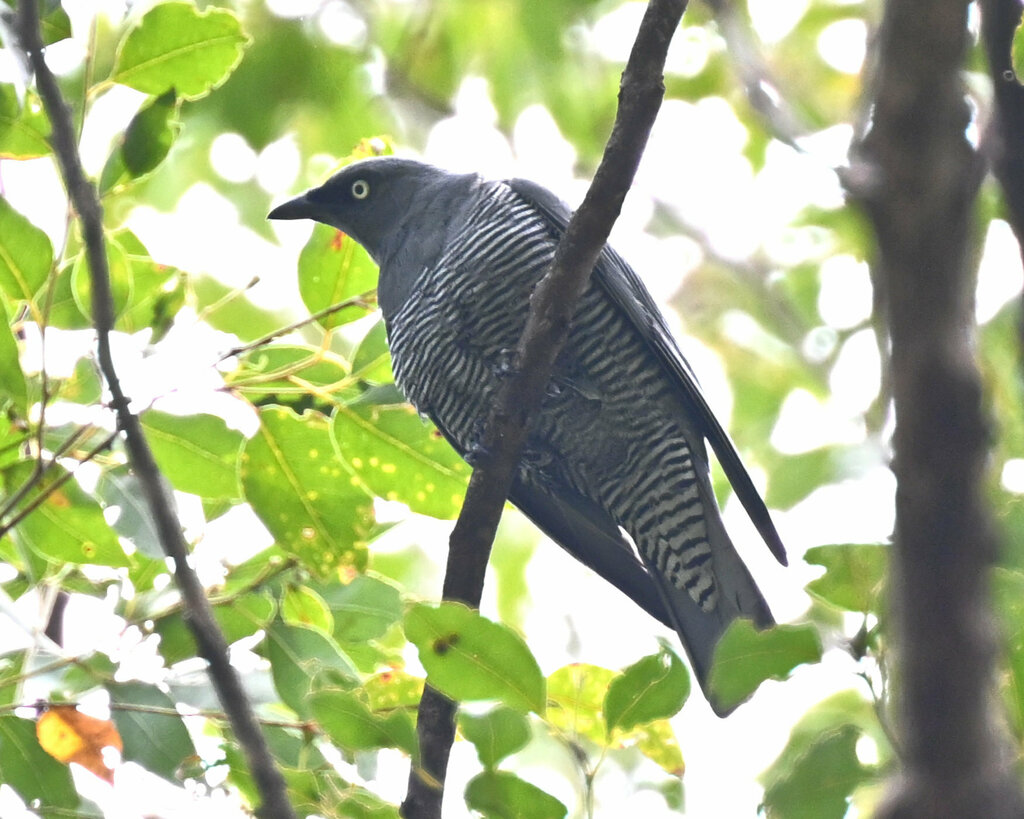 Barred Cuckooshrike photo
