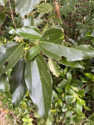 Neolitsea aurata, photograph 5