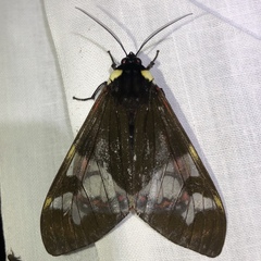 Dysschema marginalis