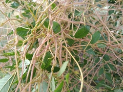 Cuscuta lehmanniana
