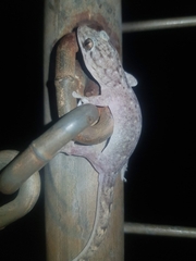 Gehyra australis