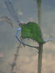 Paracercion v-nigrum