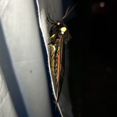 Dysschema marginalis