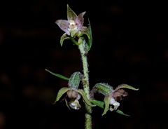 Epipactis microphylla