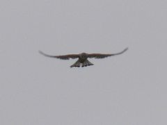 Falco tinnunculus