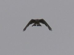 Falco tinnunculus