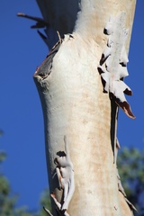 Eucalyptus platyphylla
