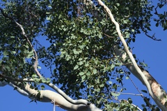 Eucalyptus platyphylla