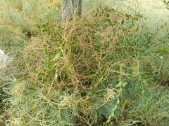 Cuscuta lehmanniana