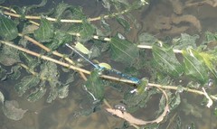 Paracercion v-nigrum