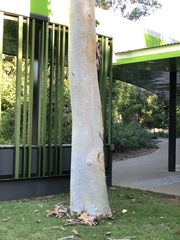 Eucalyptus platyphylla